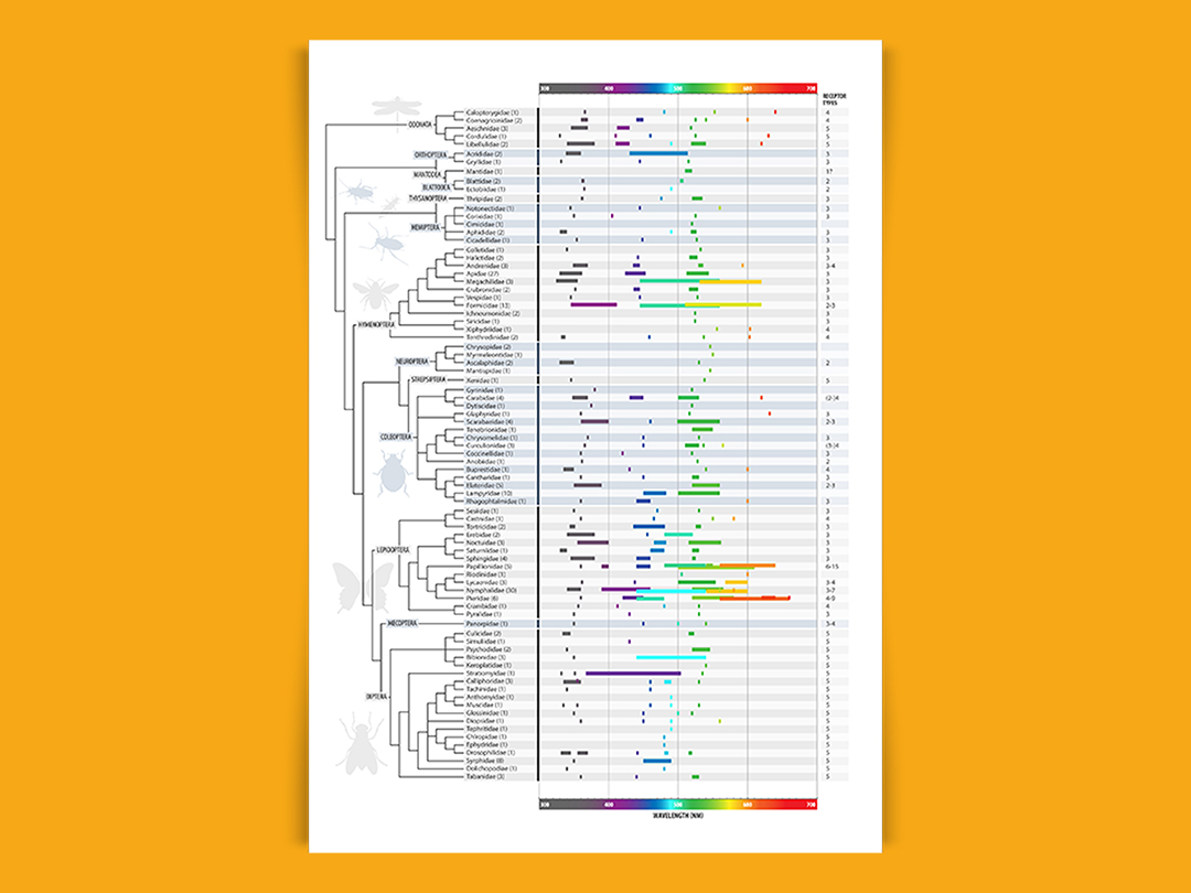 How insects see color: review graphic | Significant Science Communication